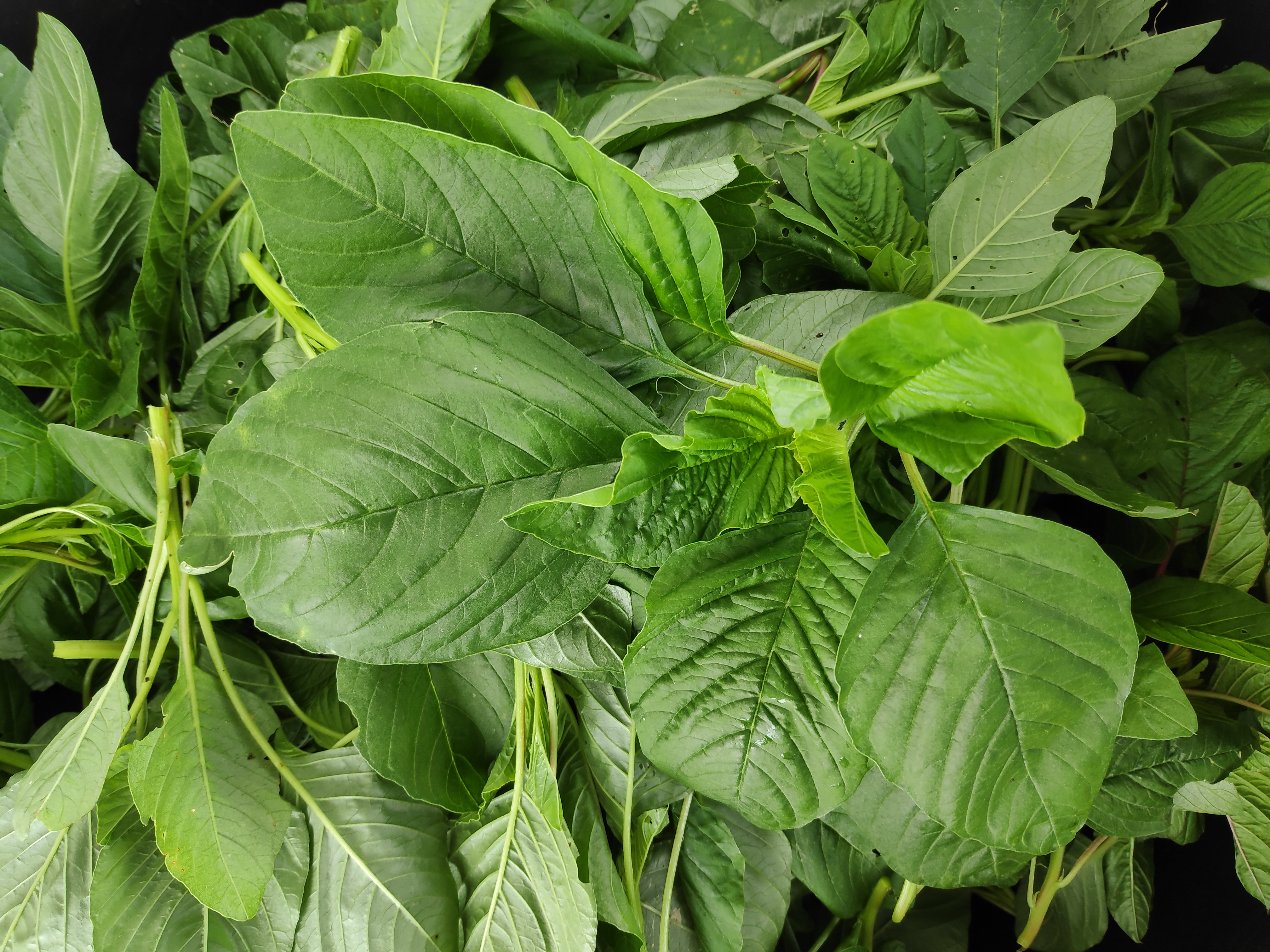 Traditional Kafuli dish from Uttarakhand, India — Authentic recipe from Eat By State